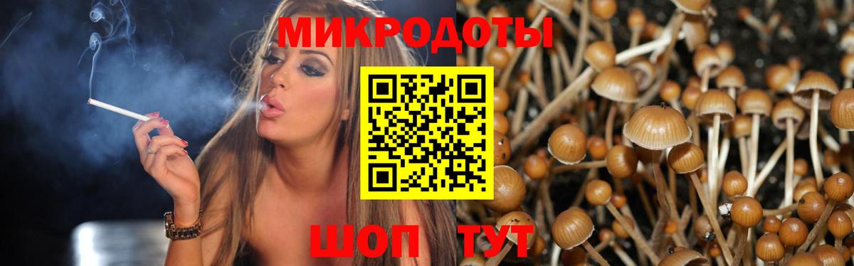 Галлюциногенные грибы Psilocybe Волгоград